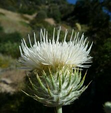 Cirsium occidentale californicum flower